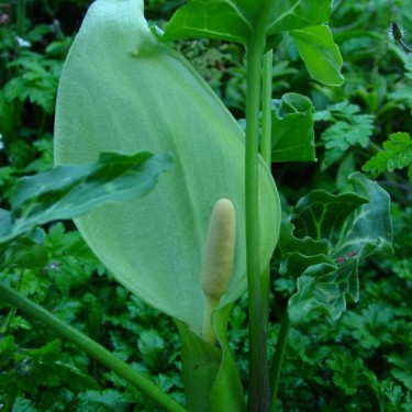 Arum italicum