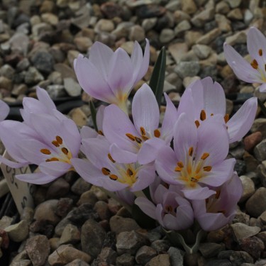 Colchicum triphyllum