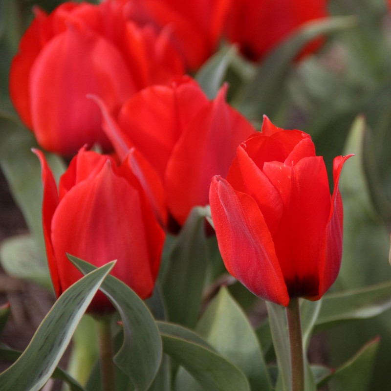 Tulipa greigii
