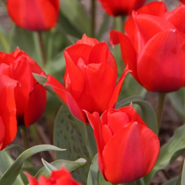 Tulipa greigii
