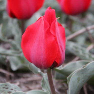 Tulipa greigii