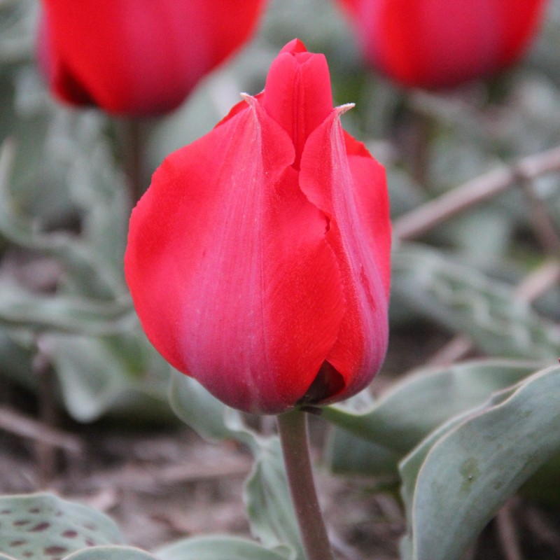 Tulipa greigii