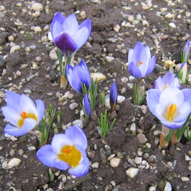 Crocus pulchricolor