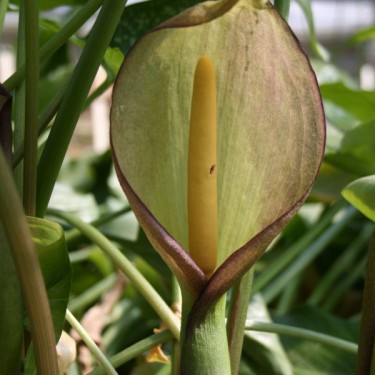 Arum dioscoridis var. syriacum