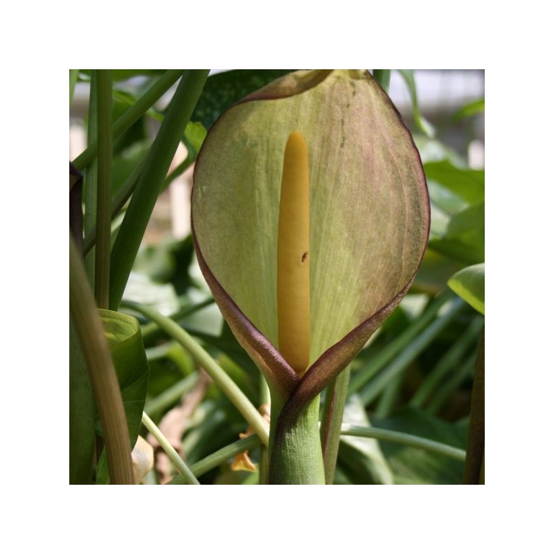 Arum dioscoridis var. syriacum