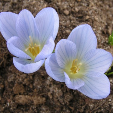 Crocus baytopiorum