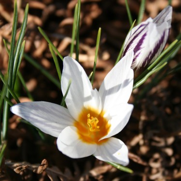 Crocus stridii