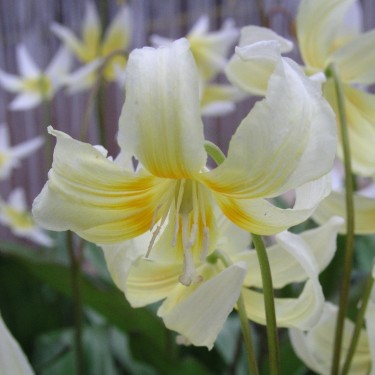 Erythronium citrinum