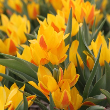 Tulipa heweri