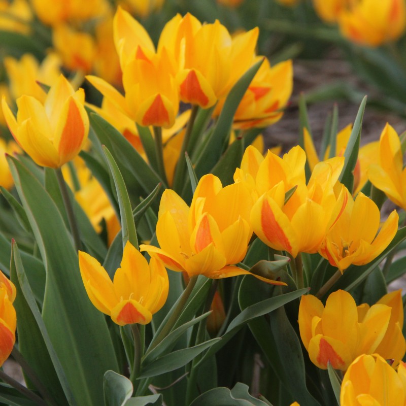 Tulipa heweri