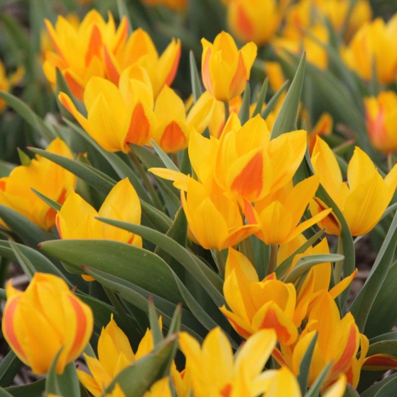 Tulipa heweri