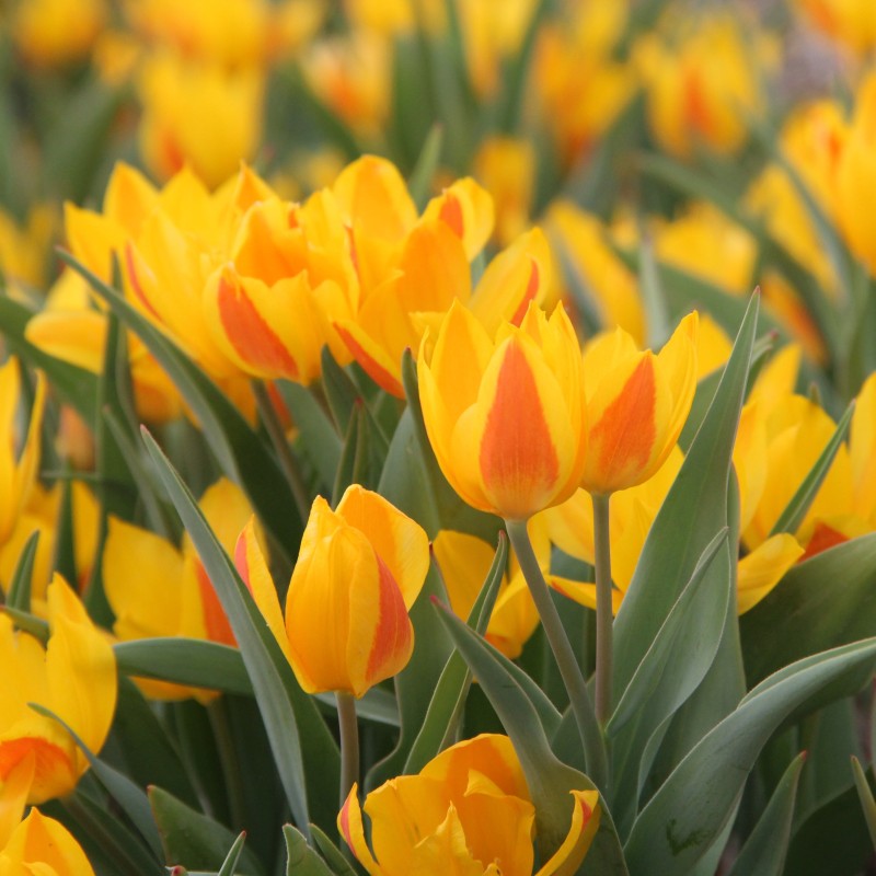 Tulipa heweri