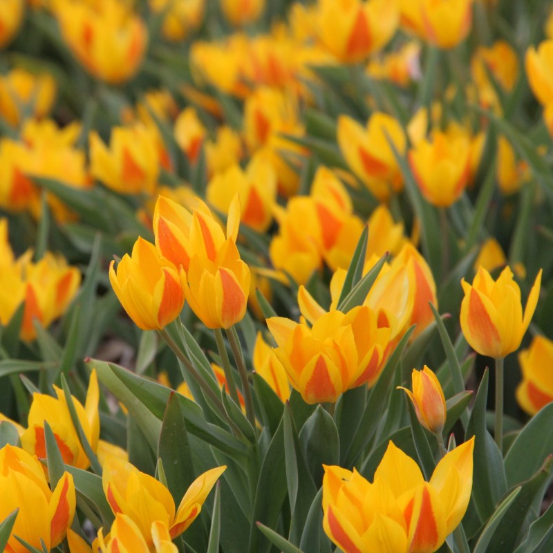 Tulipa heweri