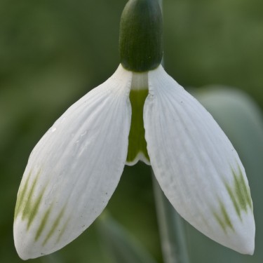 Galanthus 'Glenchantress'