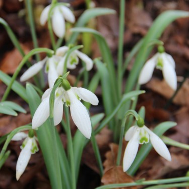 Galanthus reginae-olgae 'Christine'