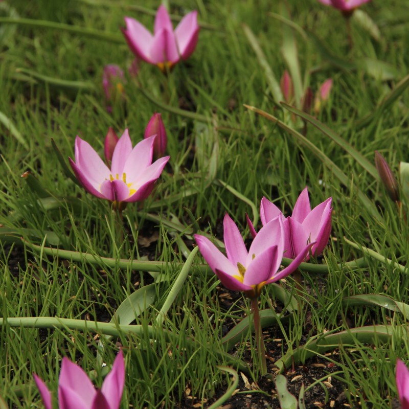 Tulipa humilis