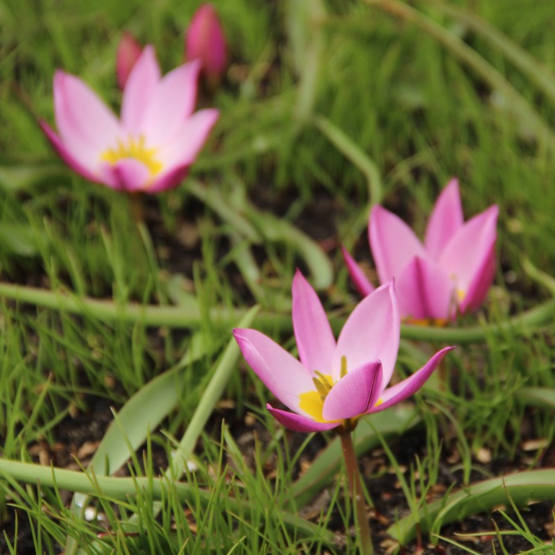 Tulipa humilis