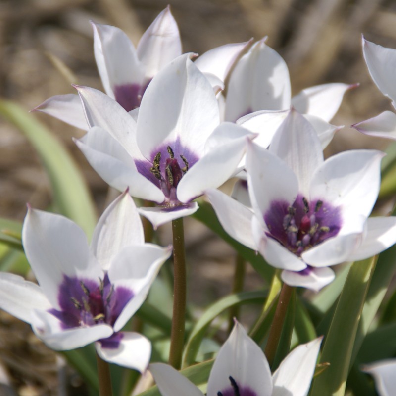 Tulipa humilis 'Alba Coerulea Oculata' 