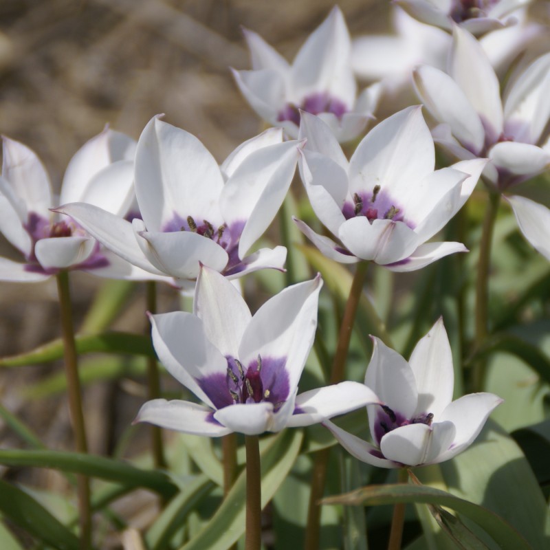 Tulipa humilis 'Alba Coerulea Oculata' 