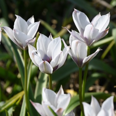 Tulipa humilis 'Alba Coerulea Oculata' 