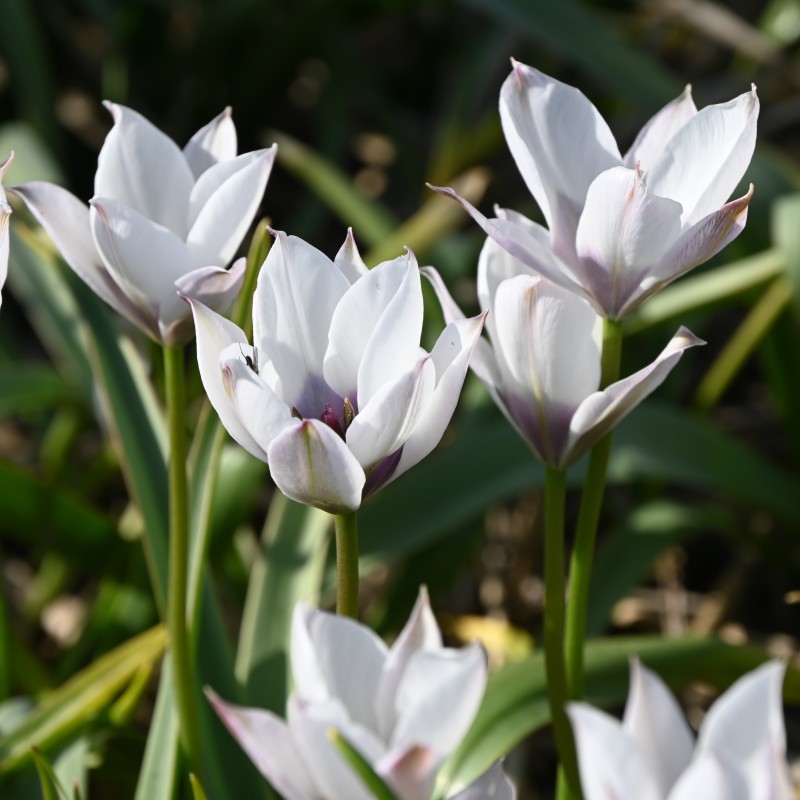 Tulipa humilis 'Alba Coerulea Oculata' 
