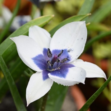 Tulipa humilis 'Alba Coerulea Oculata' 