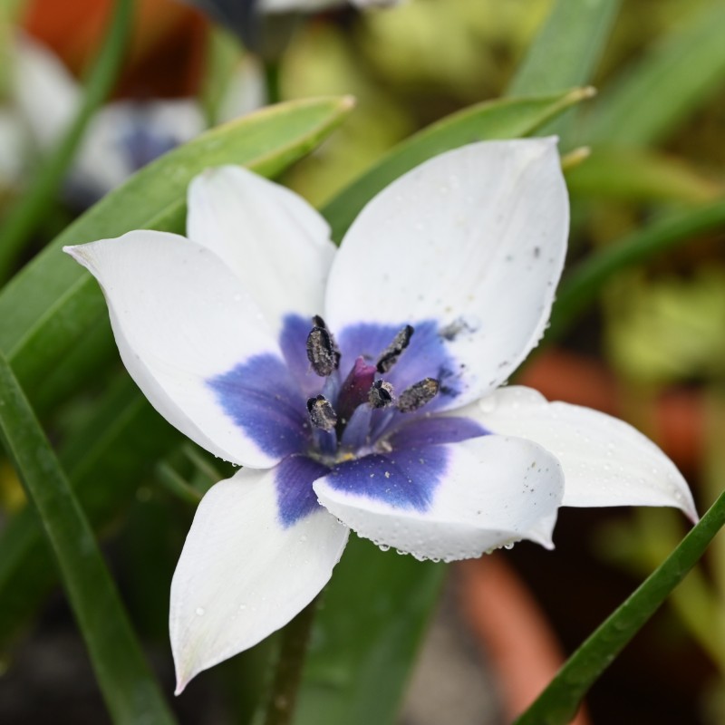 Tulipa humilis 'Alba Coerulea Oculata' 