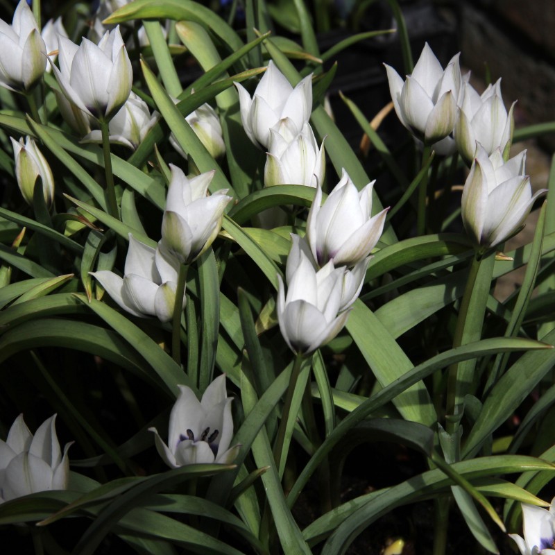 Tulipa humilis 'Alba Coerulea Oculata' 