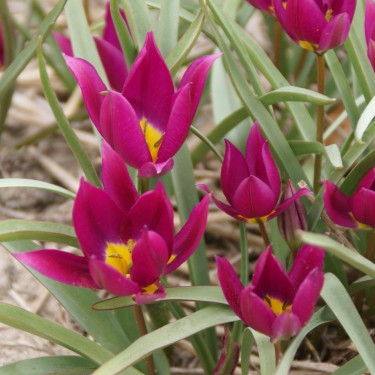 Tulipa humilis 'Eastern Star'