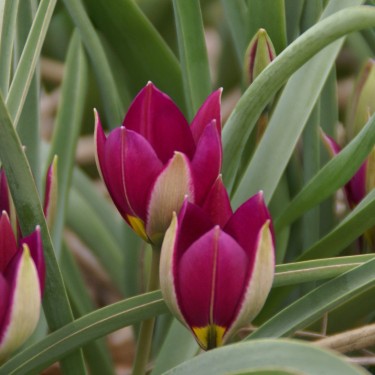 Tulipa humilis 'Persian Pearl'