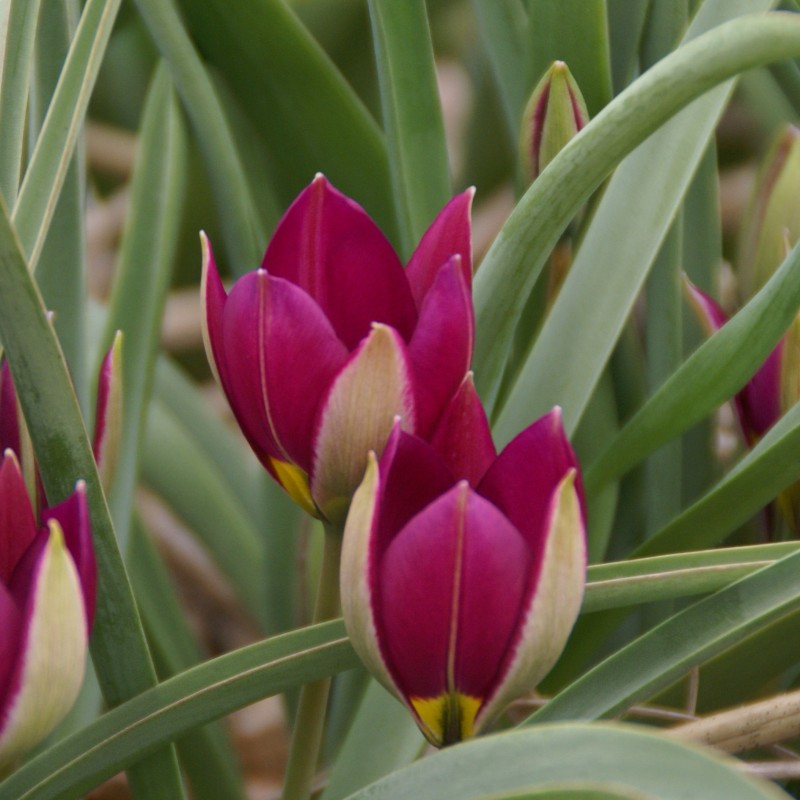 Tulipa humilis 'Persian Pearl'