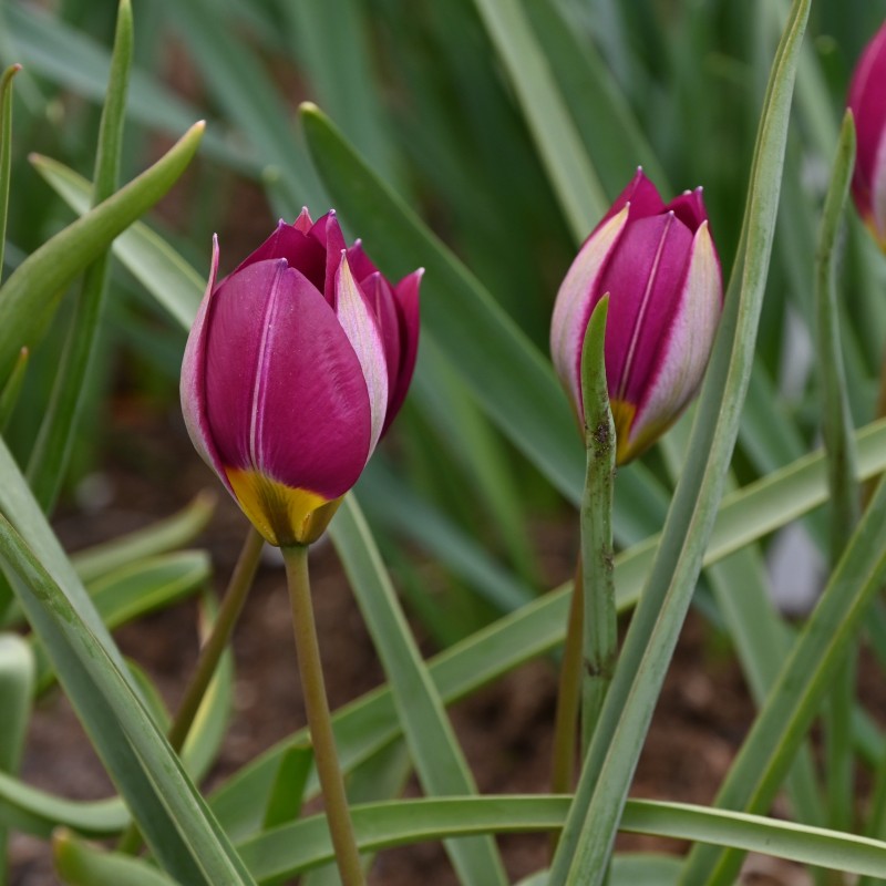 Tulipa humilis 'Persian Pearl'