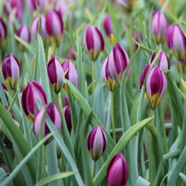 Tulipa humilis 'Persian Pearl'