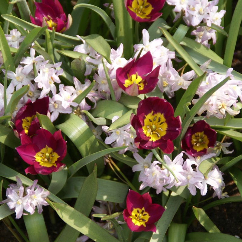 Tulipa humilis 'Persian Pearl'