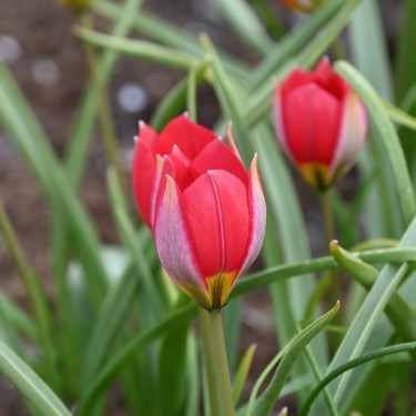 Tulipa humilis 'Red Beauty'