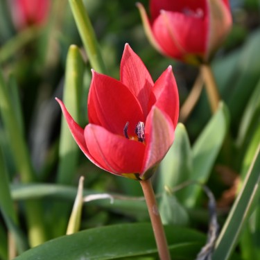 Tulipa humilis 'Red Beauty'