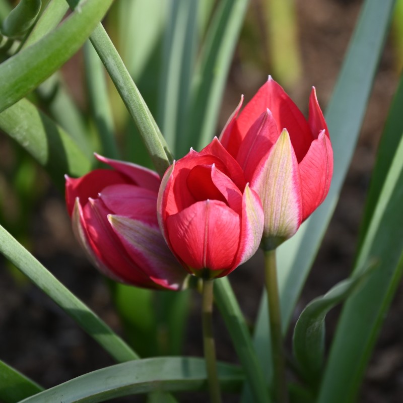 Tulipa humilis 'Red Beauty'