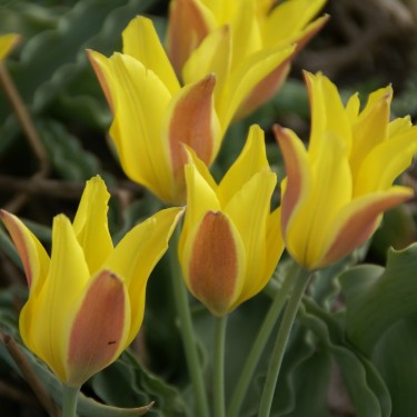 Tulipa iliensis