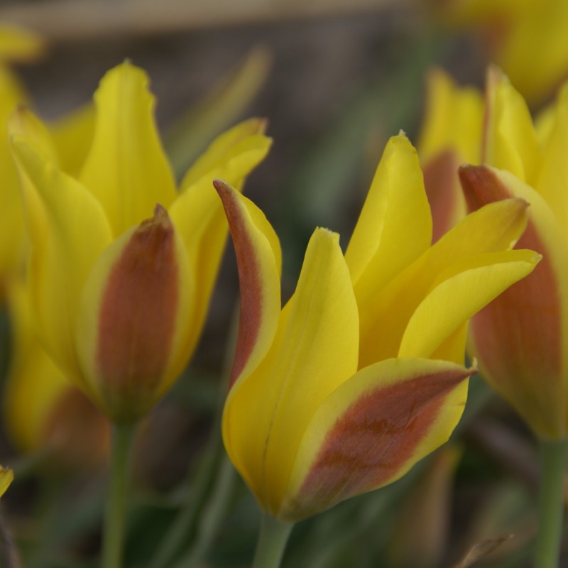 Tulipa iliensis
