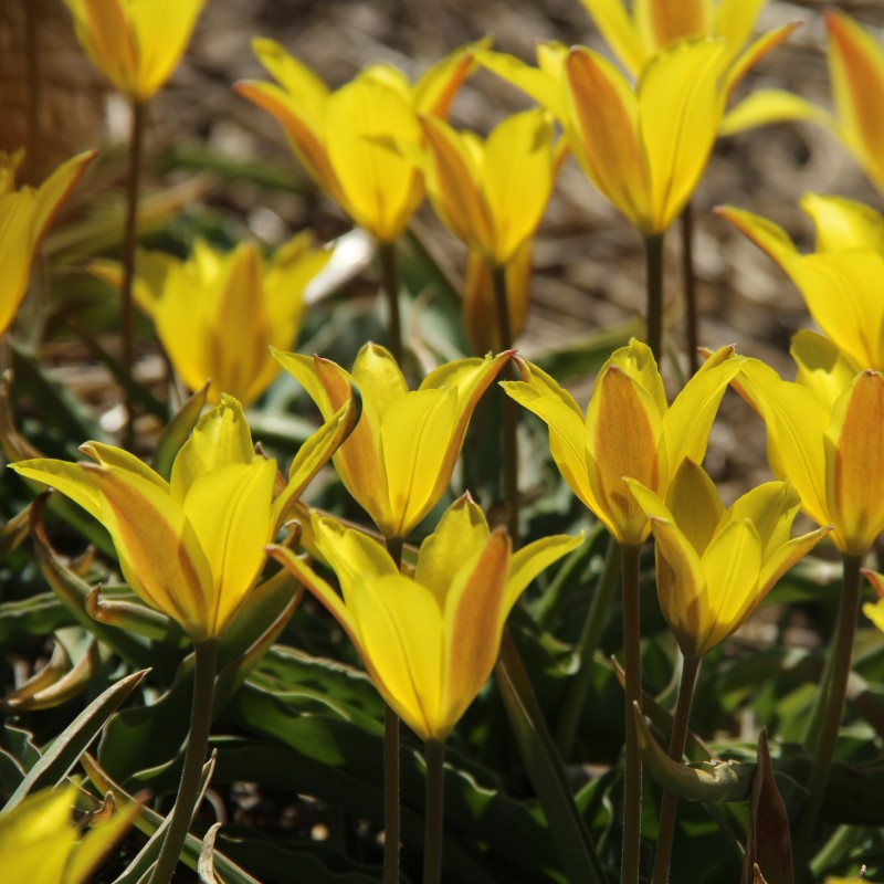 Tulipa iliensis