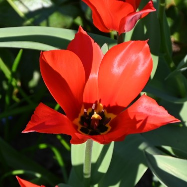Tulipa ingens