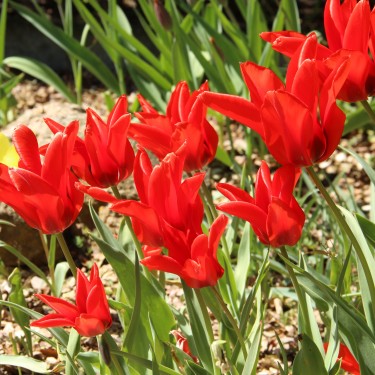 Tulipa ingens