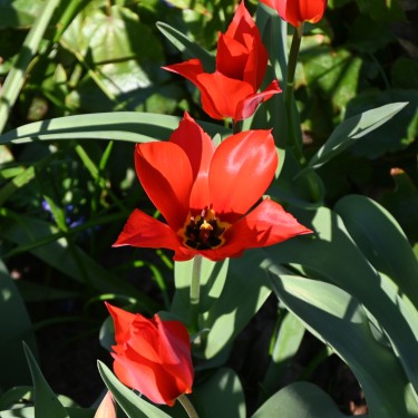 Tulipa ingens