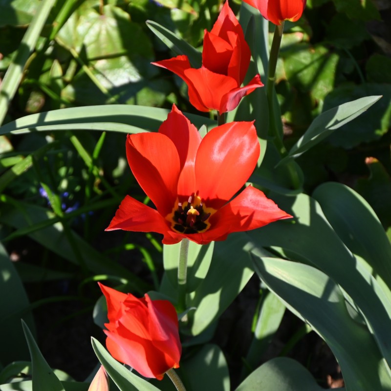 Tulipa ingens