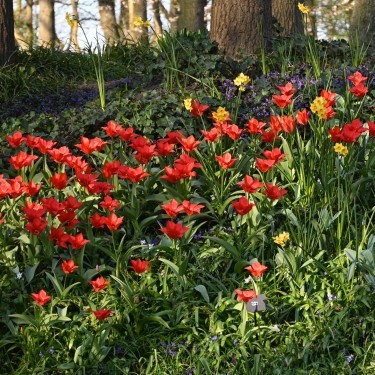 Tulipa ingens