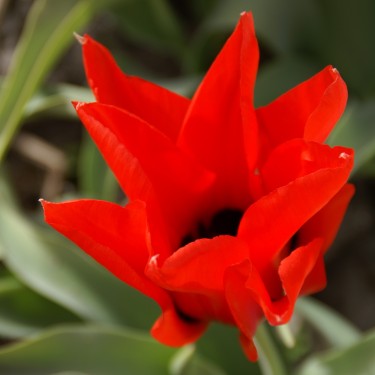 Tulipa ingens