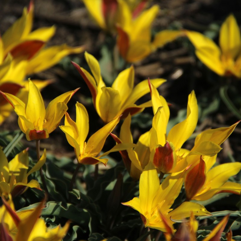 Tulipa kolpakowskiana