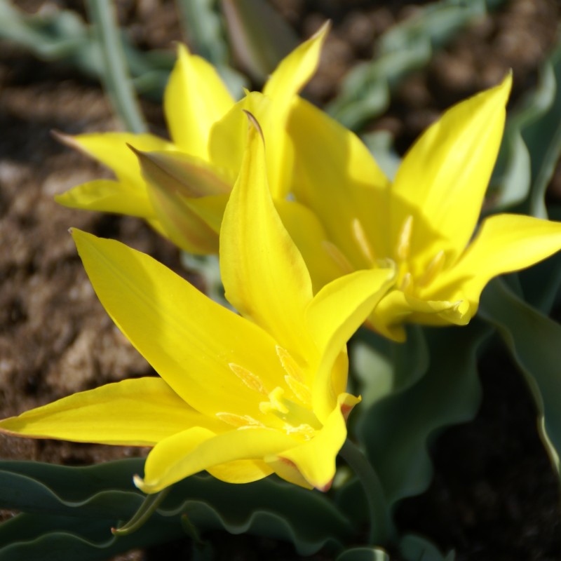 Tulipa kolpakowskiana