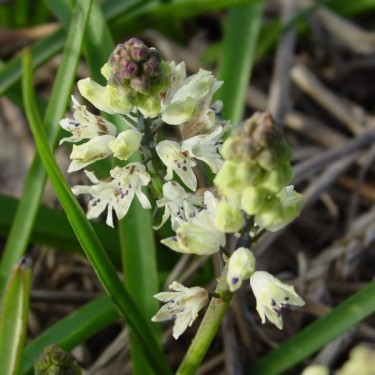 Bellevalia romana
