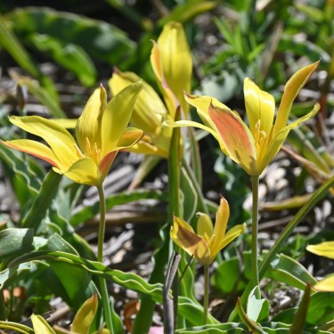 Tulipa kolpakowskiana